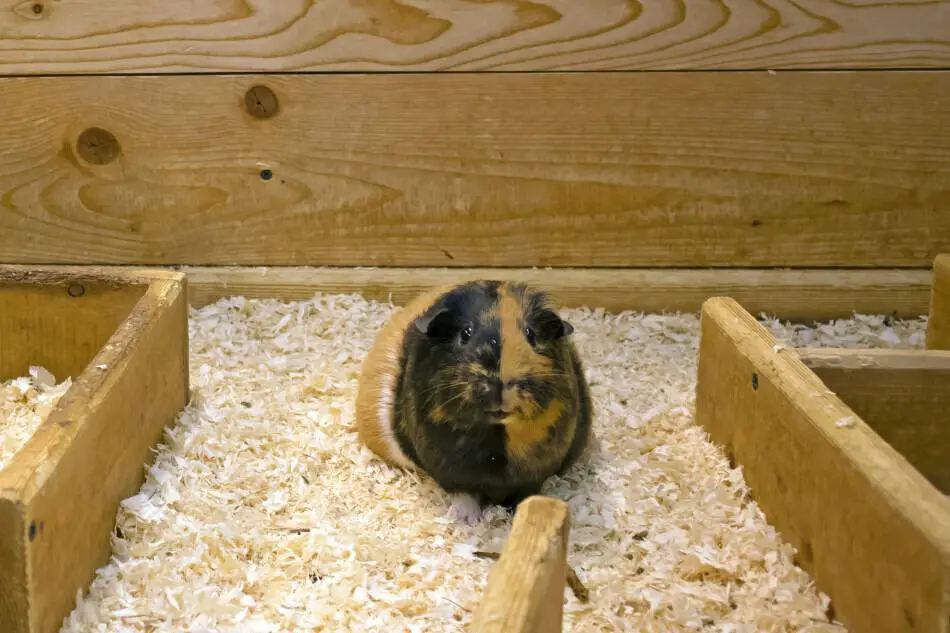 what size cage do guinea pigs need
