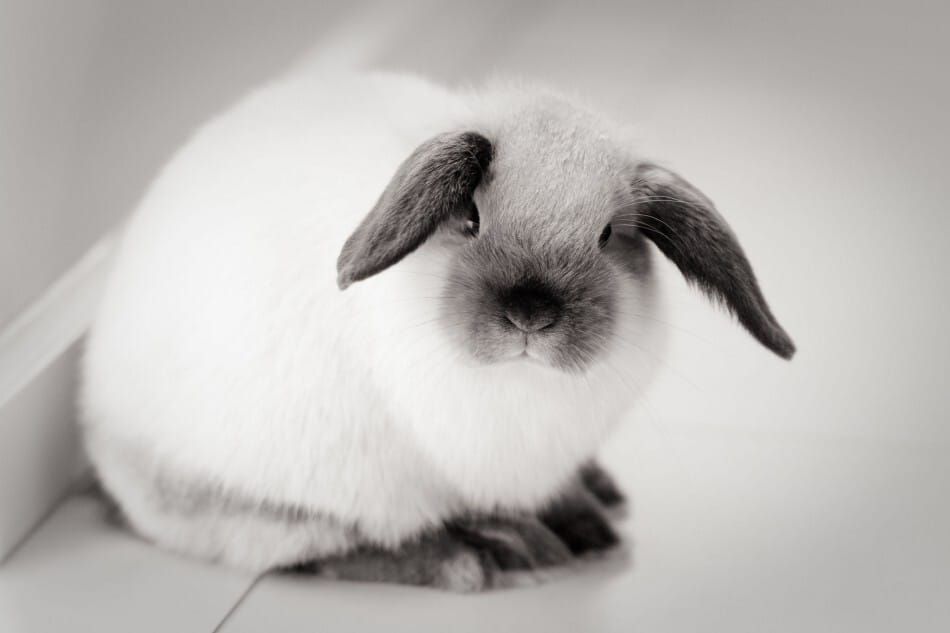 black and white mini lop rabbit