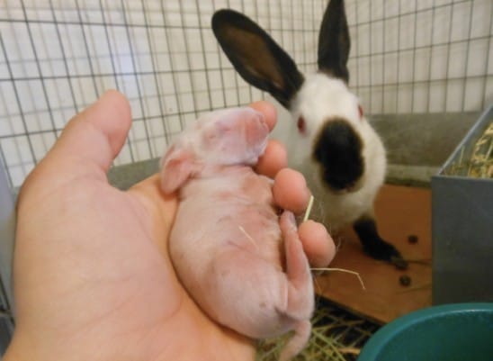 image of a rabbit and its young