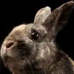 angry rabbit image