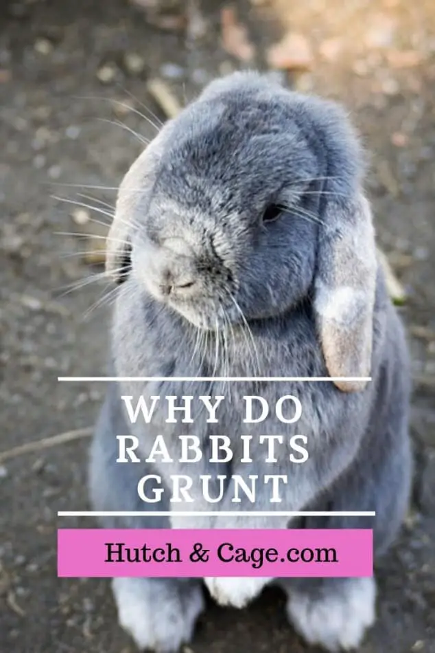 Why do rabbits grunt? Pinterest image