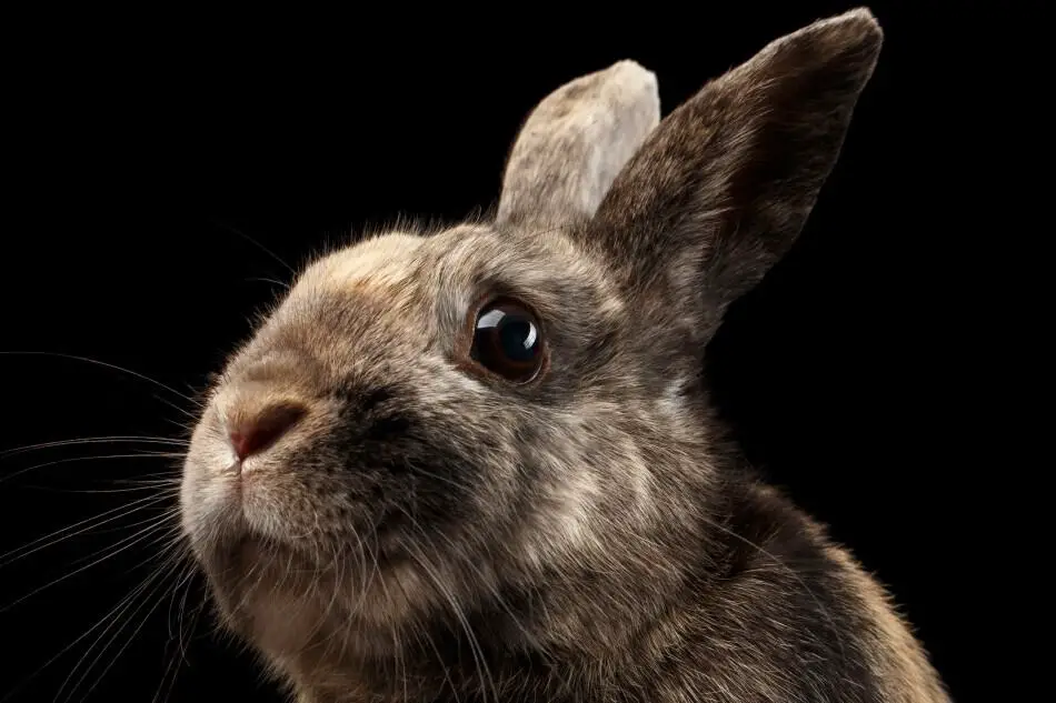 Why Do Rabbits Grunt? What Do All Those Rabbit Noises Mean?