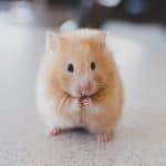 cute picture of a hamster