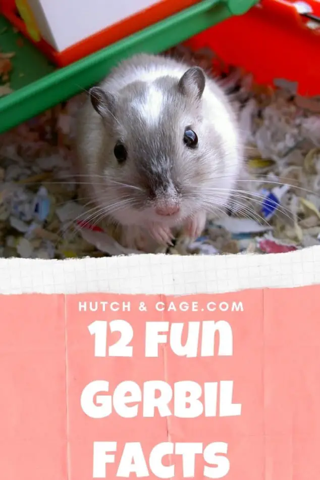 gerbil fact