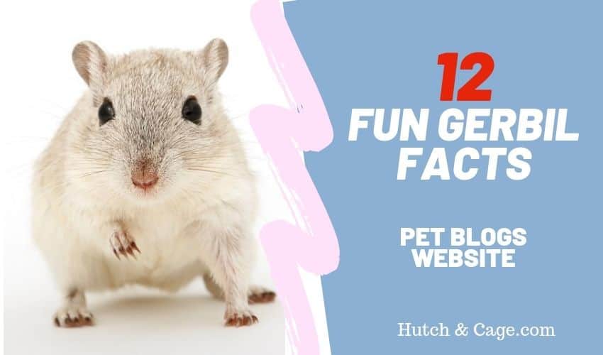 Gerbil Facts: 12 Gerbil Facts That You Need To Know!