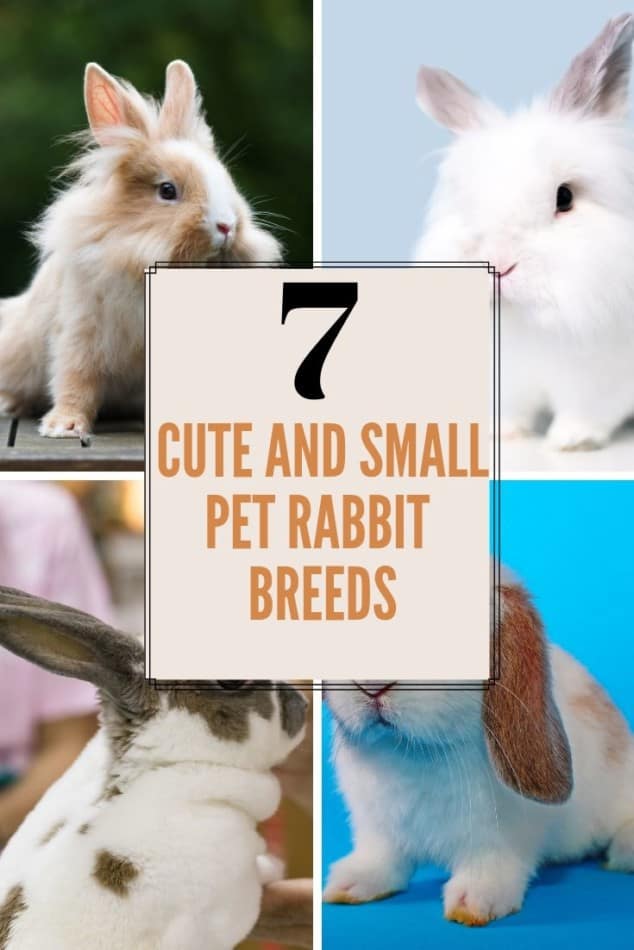 7 rabbit breeds that stay small