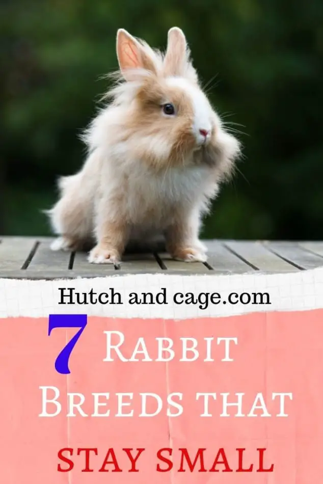 7 rabbits breeds that stay small