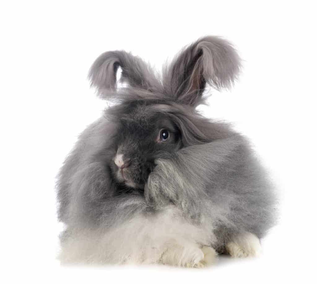 English Angora rabbit