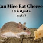 mice & cheese