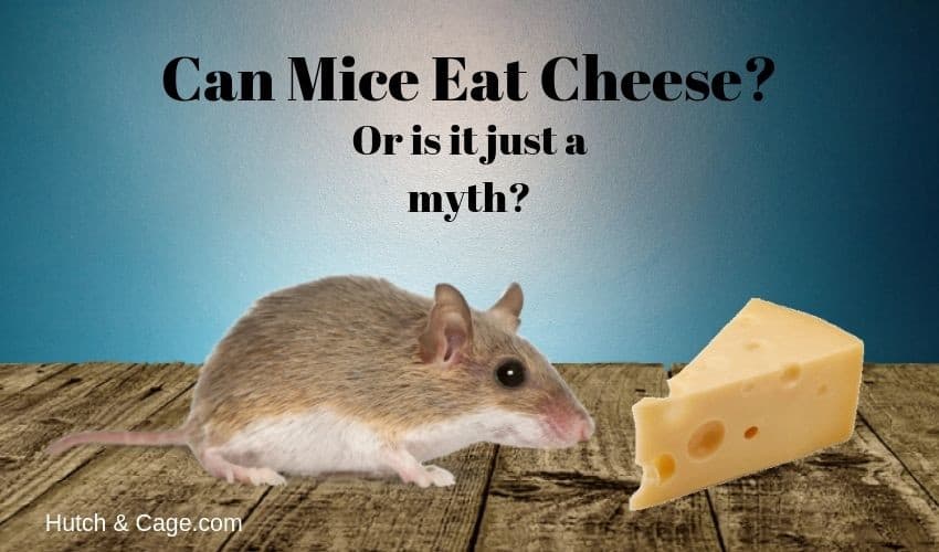 Can Mice Eat Cheese? Myth or do they really like cheese?