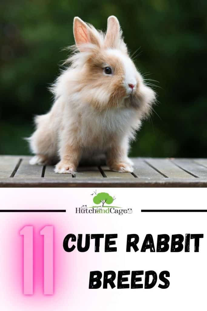 cute rabbit