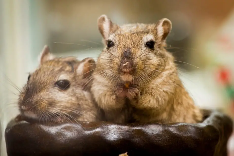 a pair of brown gerbils