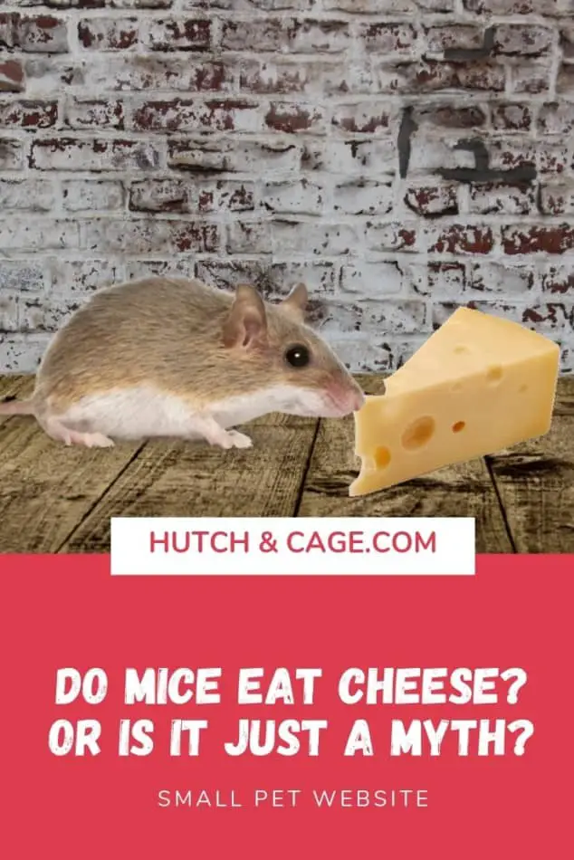 MICE WITH CHEESE