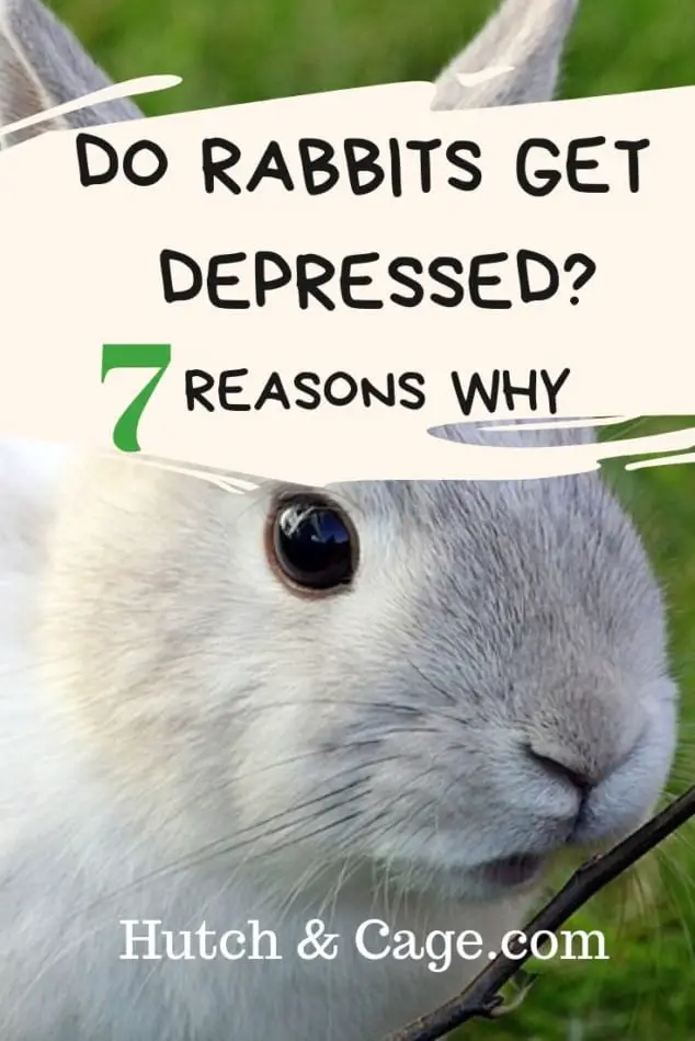 sad rabbit