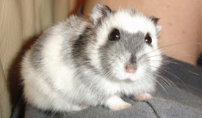 DWARF CAMPBELL RUSSIAN HAMSTER