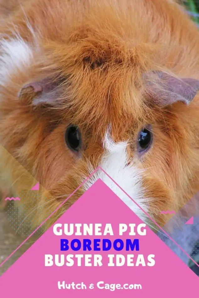 guinea pig boredom article