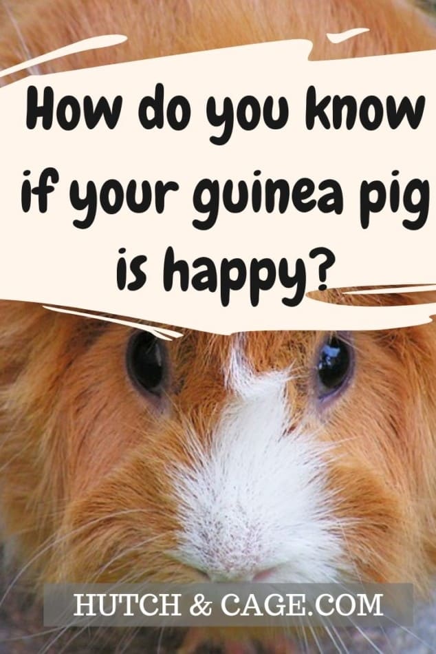 HAPPY GUINEA PIG