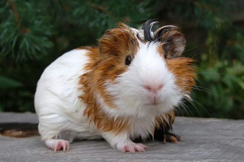 What Is Popcorning In Guinea Pigs? Reasons Why They Do it.
