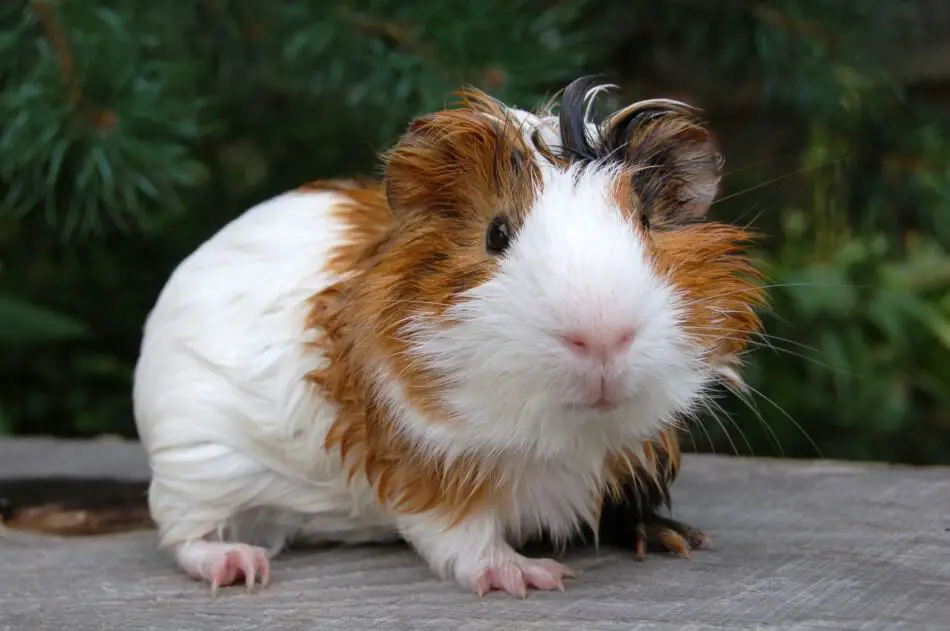 how can i tell if my guinea pig is happy