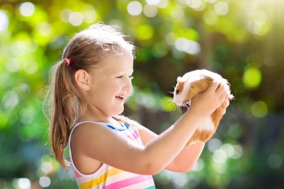 girl playing with her guinea pig