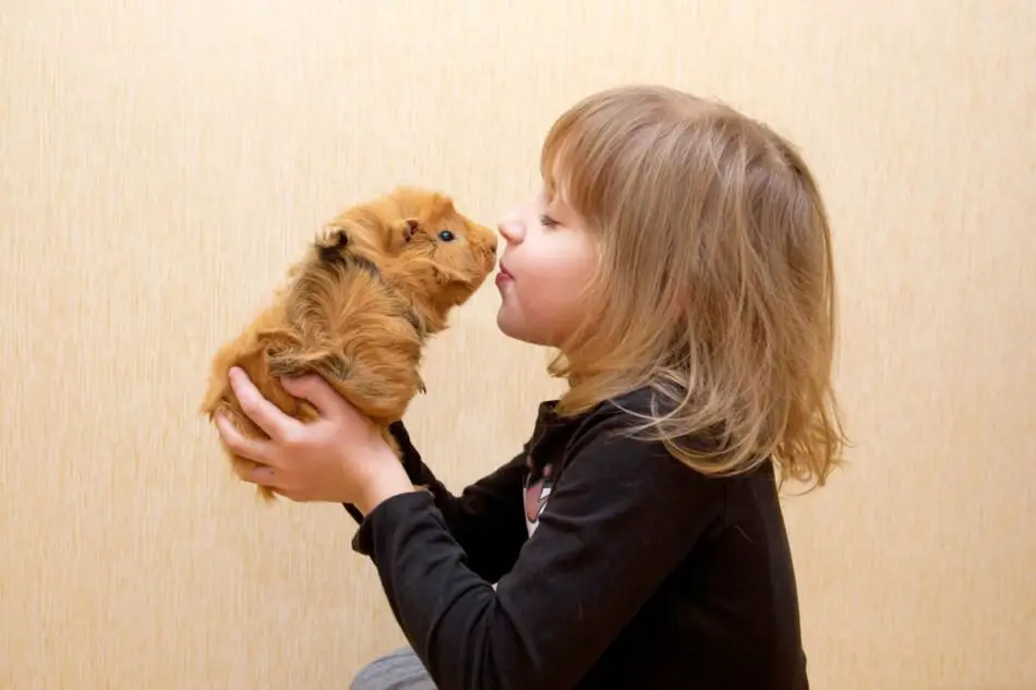 kid and guinea pig