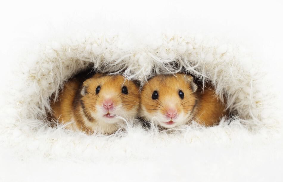 pair of hamsters