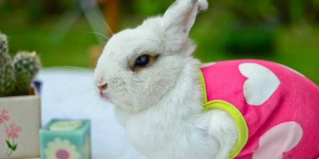 cute rabbit breeds