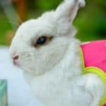 cute rabbit breeds