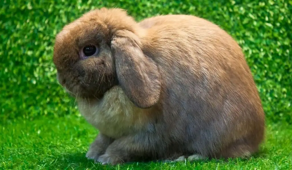 holland lop rabbit