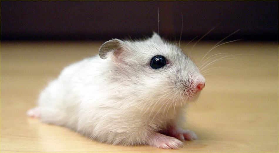 Dwarf winter white Russian hamster