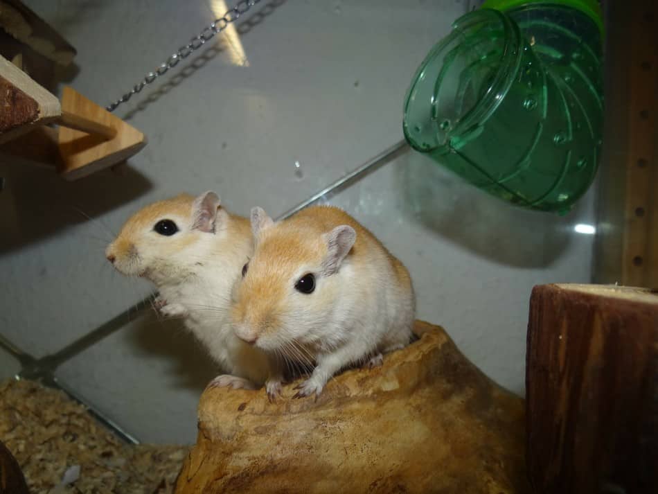 pair of gerbils