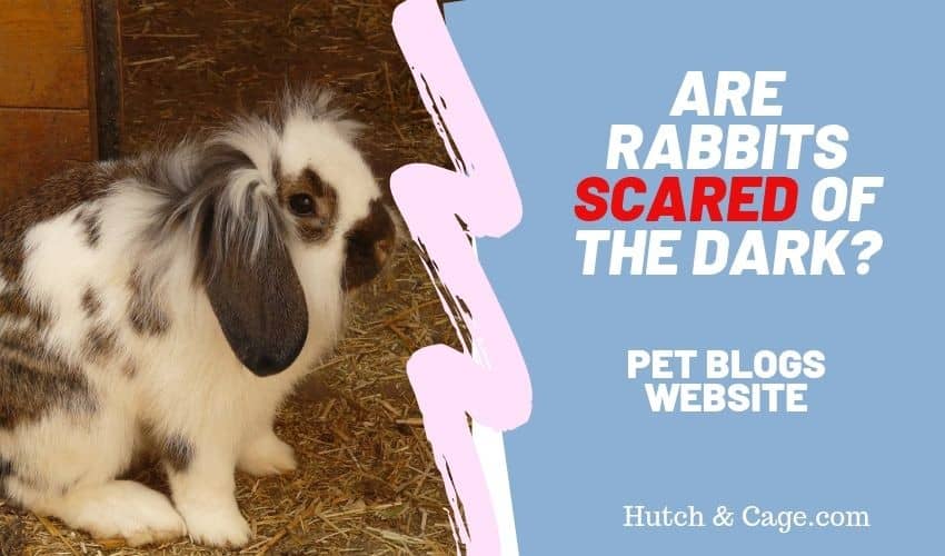 are rabbits scared of the dark
