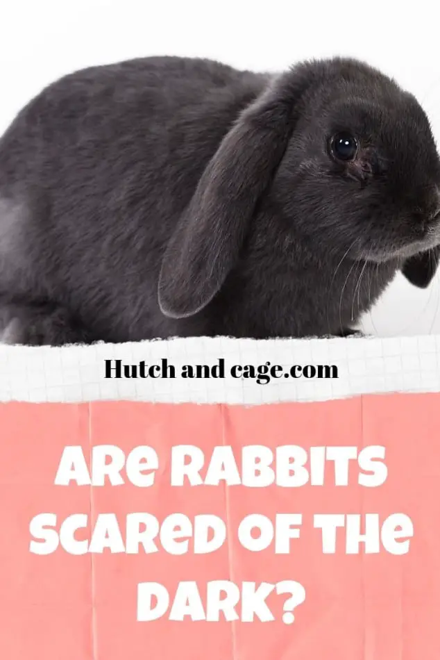 are rabbits scared of the dark?