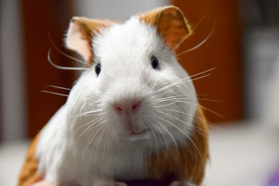 bored guinea pig