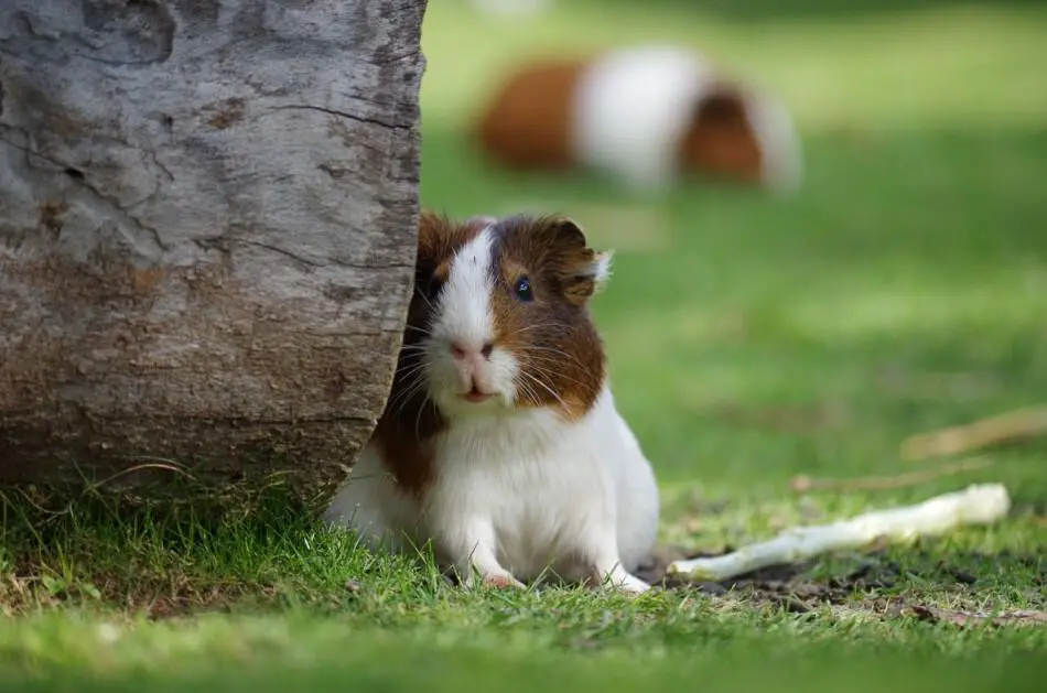 bored guinea pig