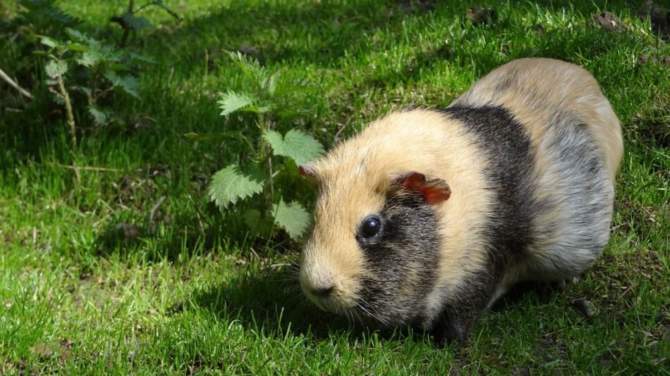 Guinea Pig Boredom Busters: Stop the boredom!
