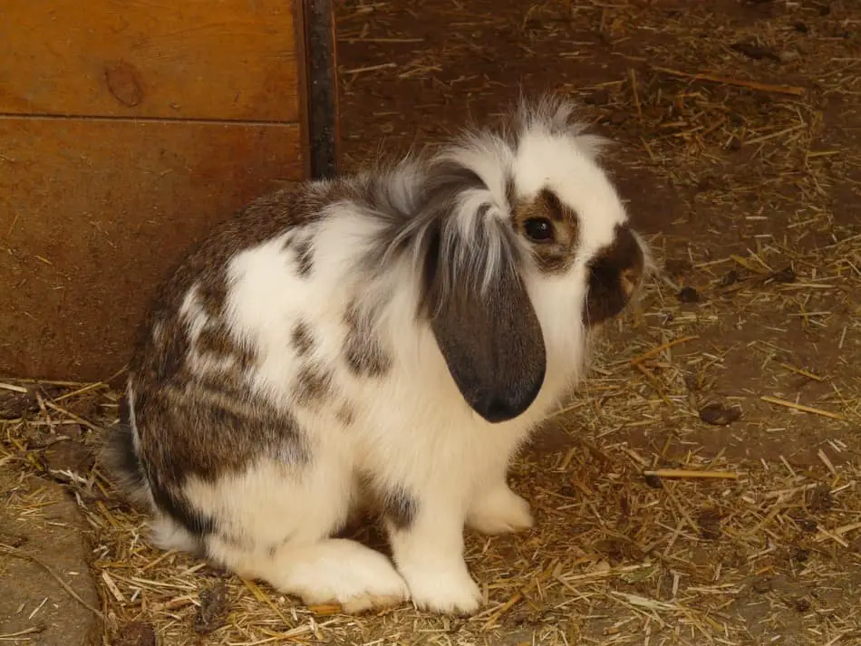 brown and white scared rabbit