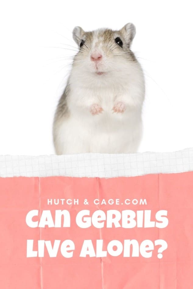 can gerbils live alone image