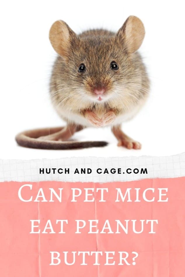 can pet mice eat peanut butter blog