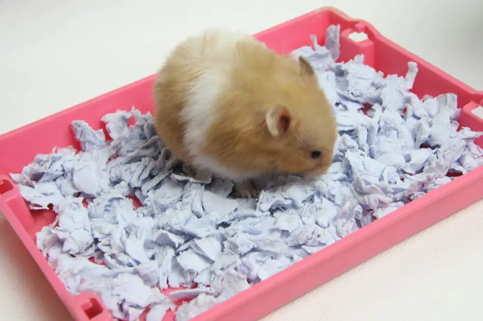 hamster in bedding