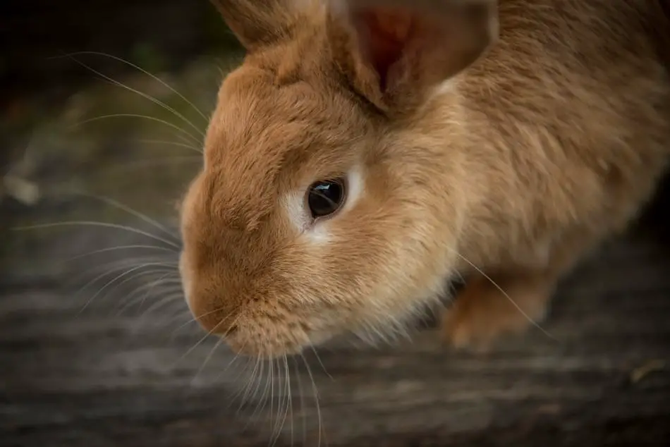 brown rabbit