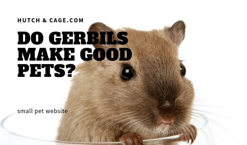 Do Gerbils Make Good Pets? Are They Good Pets For Children?