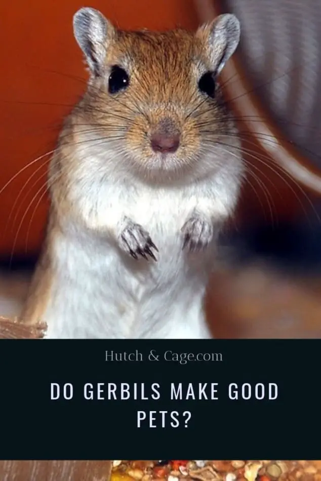 Do Gerbils Make Good Pets? Are They Good Pets For Children? 3