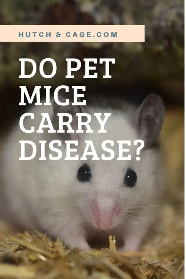 do pet mice carry disease