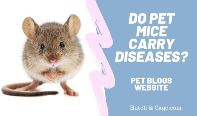 Do Pet Mice Carry Disease? Can You Catch A Disease From A Pet Mouse ...