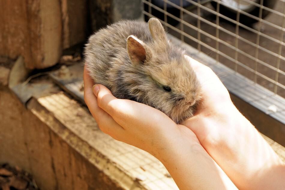 small rabbit being held