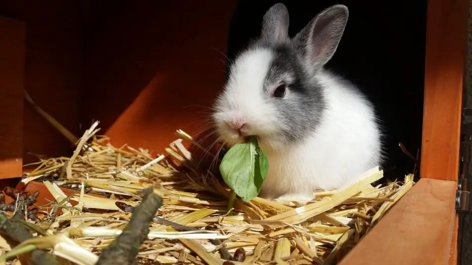 dwarf rabbit eating