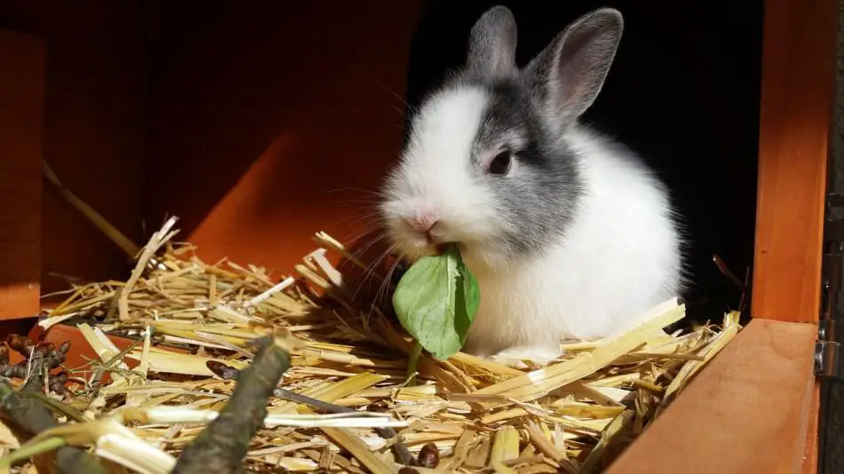 rabbit eating