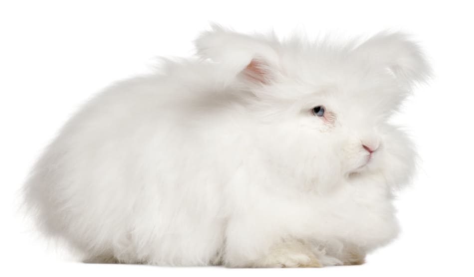 7 raças de coelhos de estimação que permanecem pequenas |  Raças de coelhos fofos e pequenos 2
