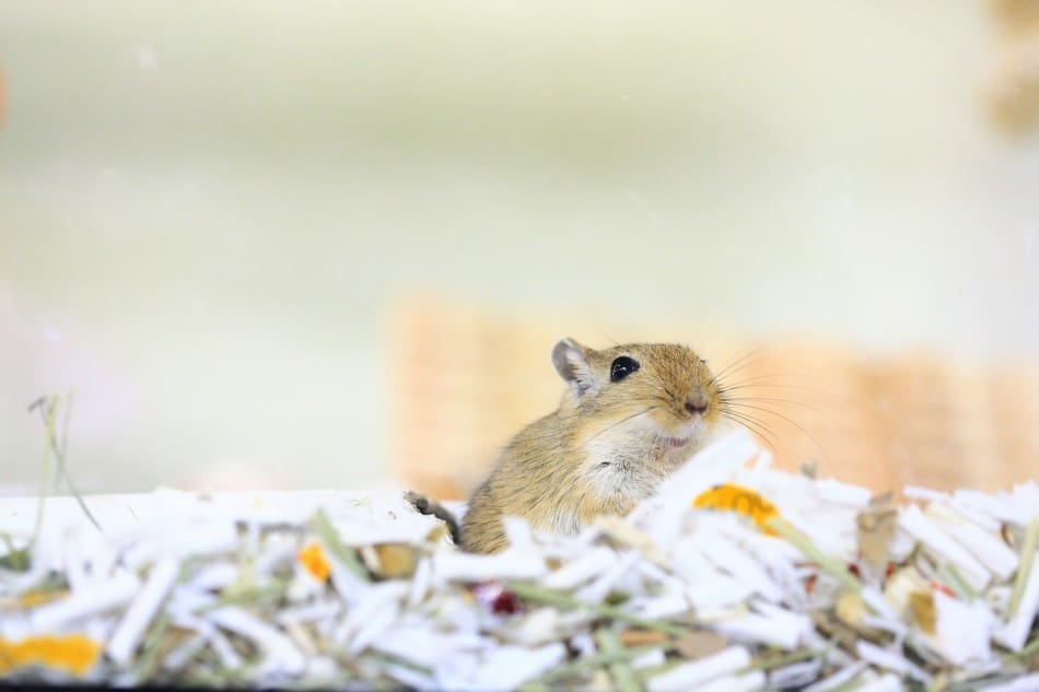 gerbil in bedding